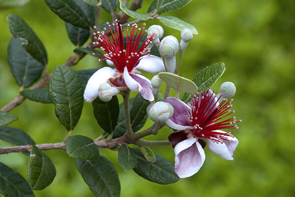 pineapple guava shrub summerwinds california